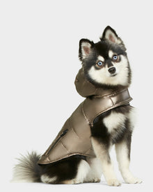 A small black and white dog with blue eyes sits and looks up, wearing the Rudsak BUDDIE - 9122520 METALLIC CHOCOLATE puffer jacket with a hood, against a plain white background.
