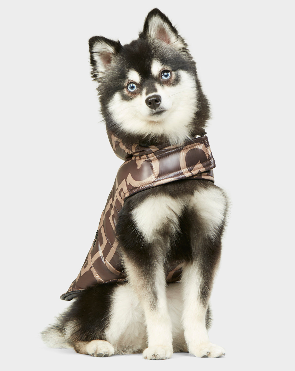 A small black and white dog with blue eyes is sitting and wearing the Rudsak BUDDIE - 9122520 RUDSAK PRINT jacket, looking slightly to the side against a plain light background.