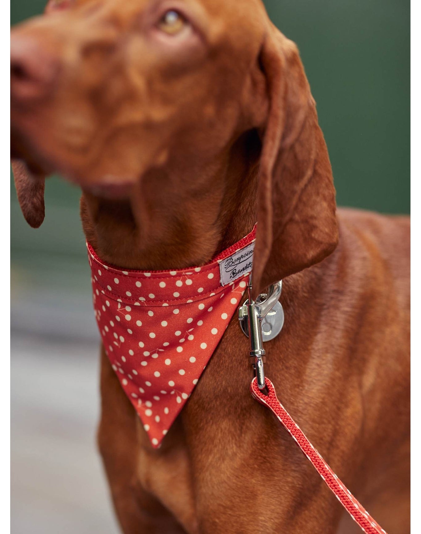 Pet Accessories | Bandana | Dogs | Red