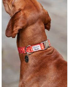 Pet Accessories | Dog Collar | Red
