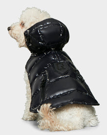 A dog wearing the Rudsak BUDDIE - 9122520 BLACK puffer coat.