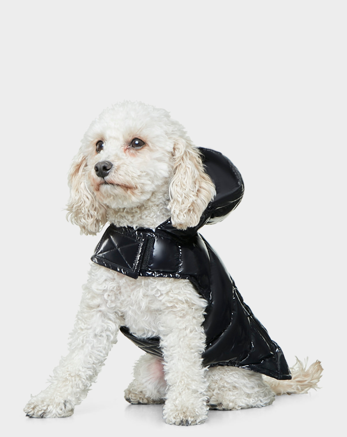 A small, curly-haired white dog sits against a plain light background, wearing the Rudsak BUDDIE - 9122520 BLACK shiny pet puffer jacket.